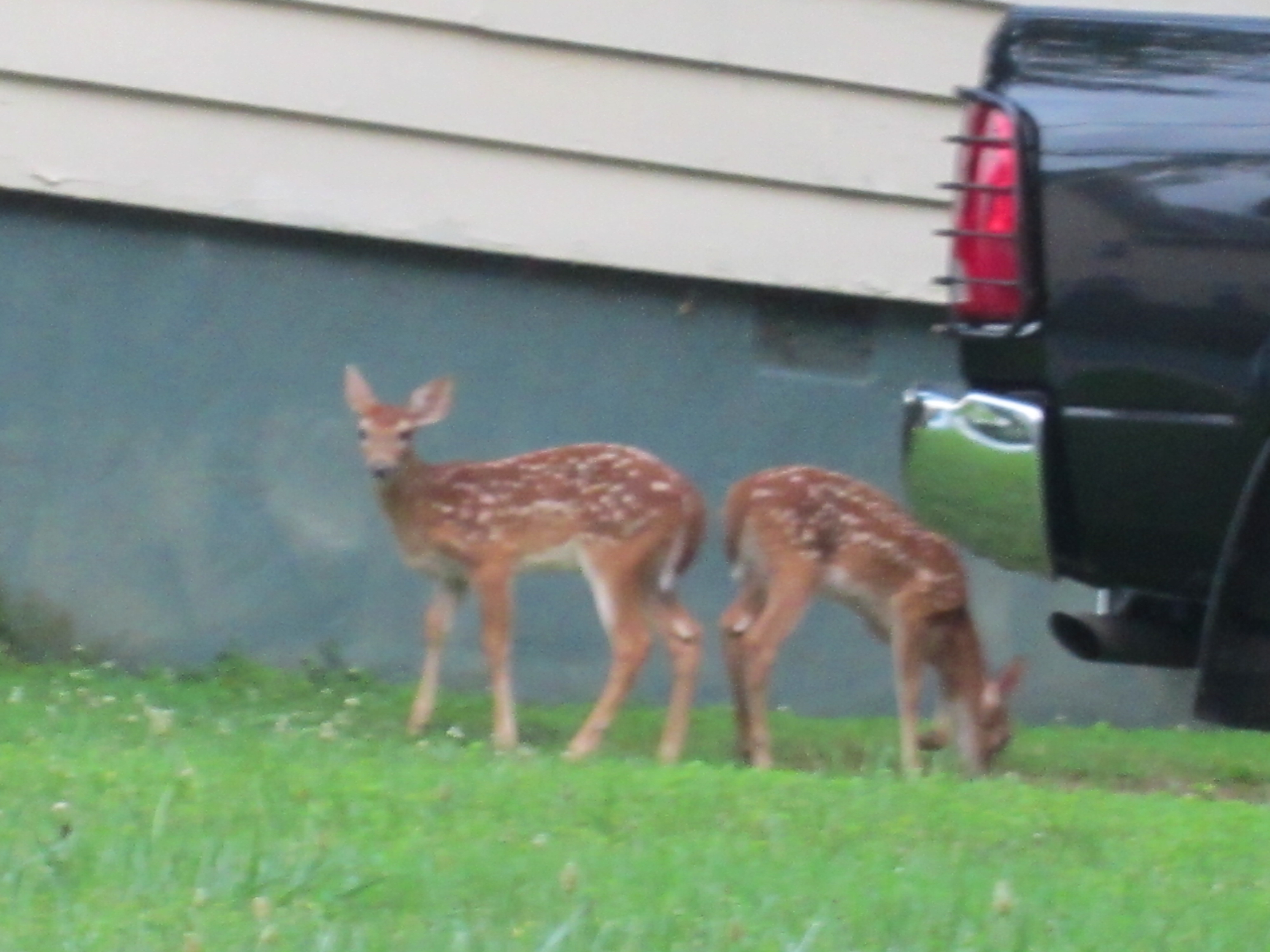 two deer next to somebody's car