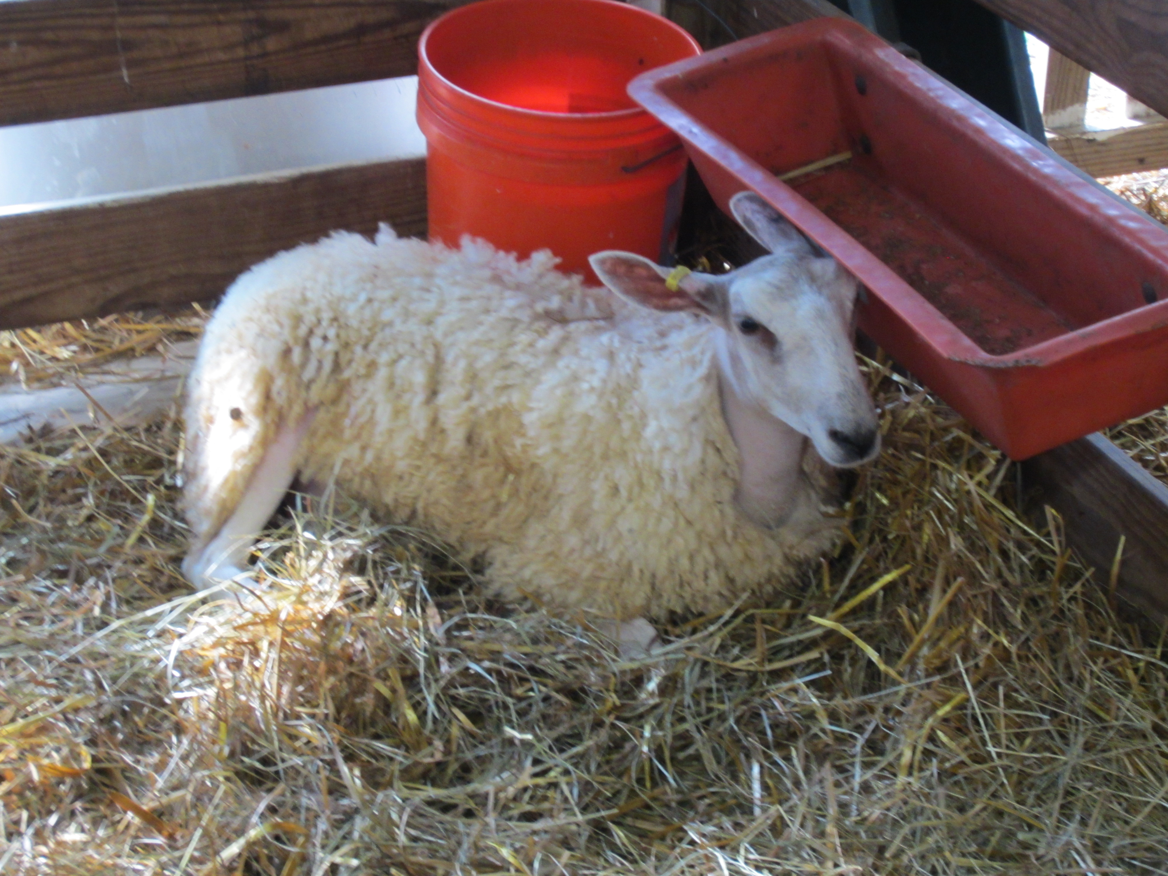 a sheep laying down in the hay in its pen