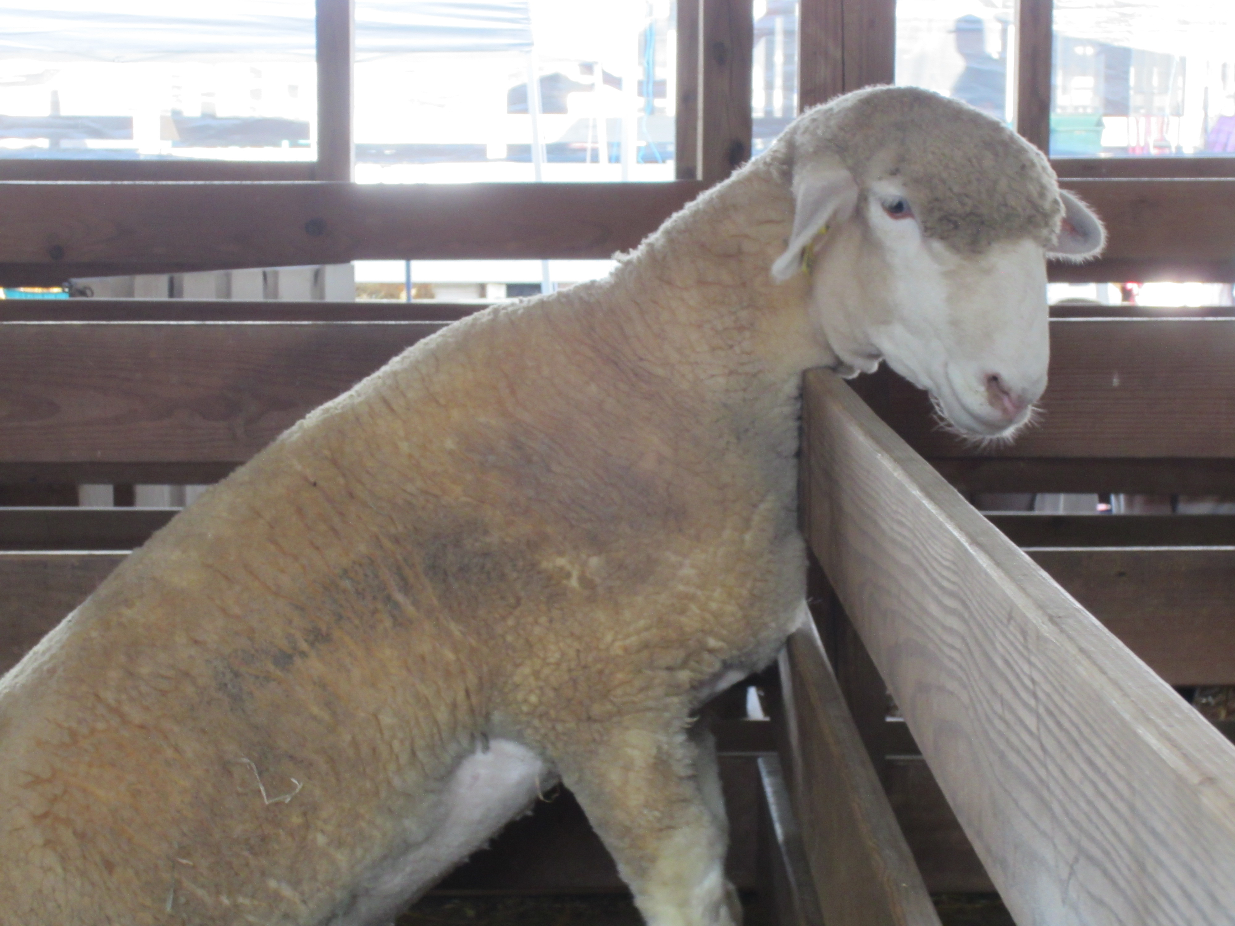 a sheep with its front legs propped up on the side of its pen